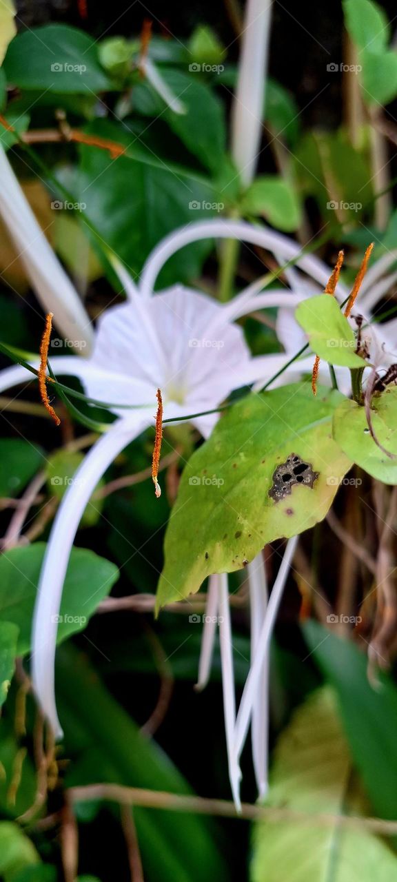 flowers