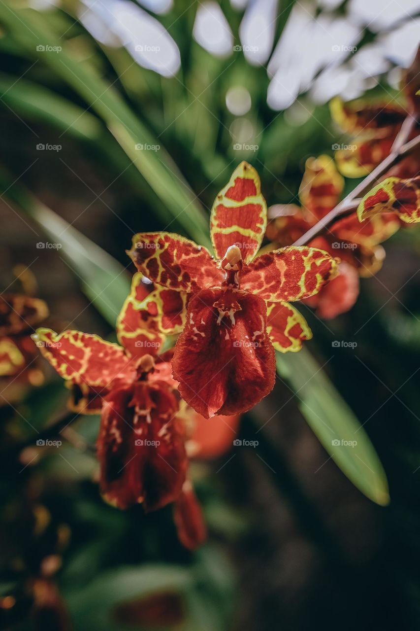 Orchid flower close up 