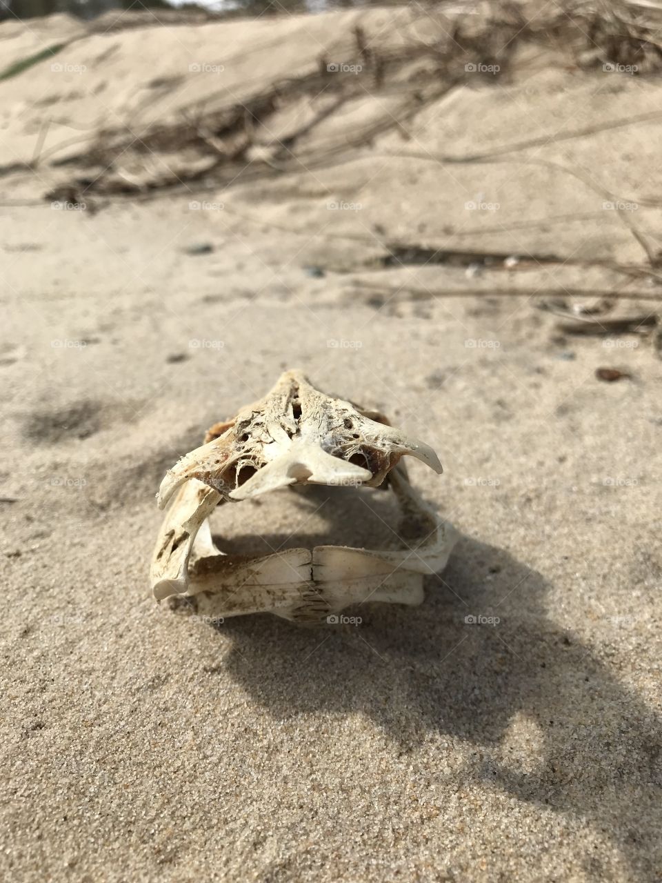 Beach debris fish skull