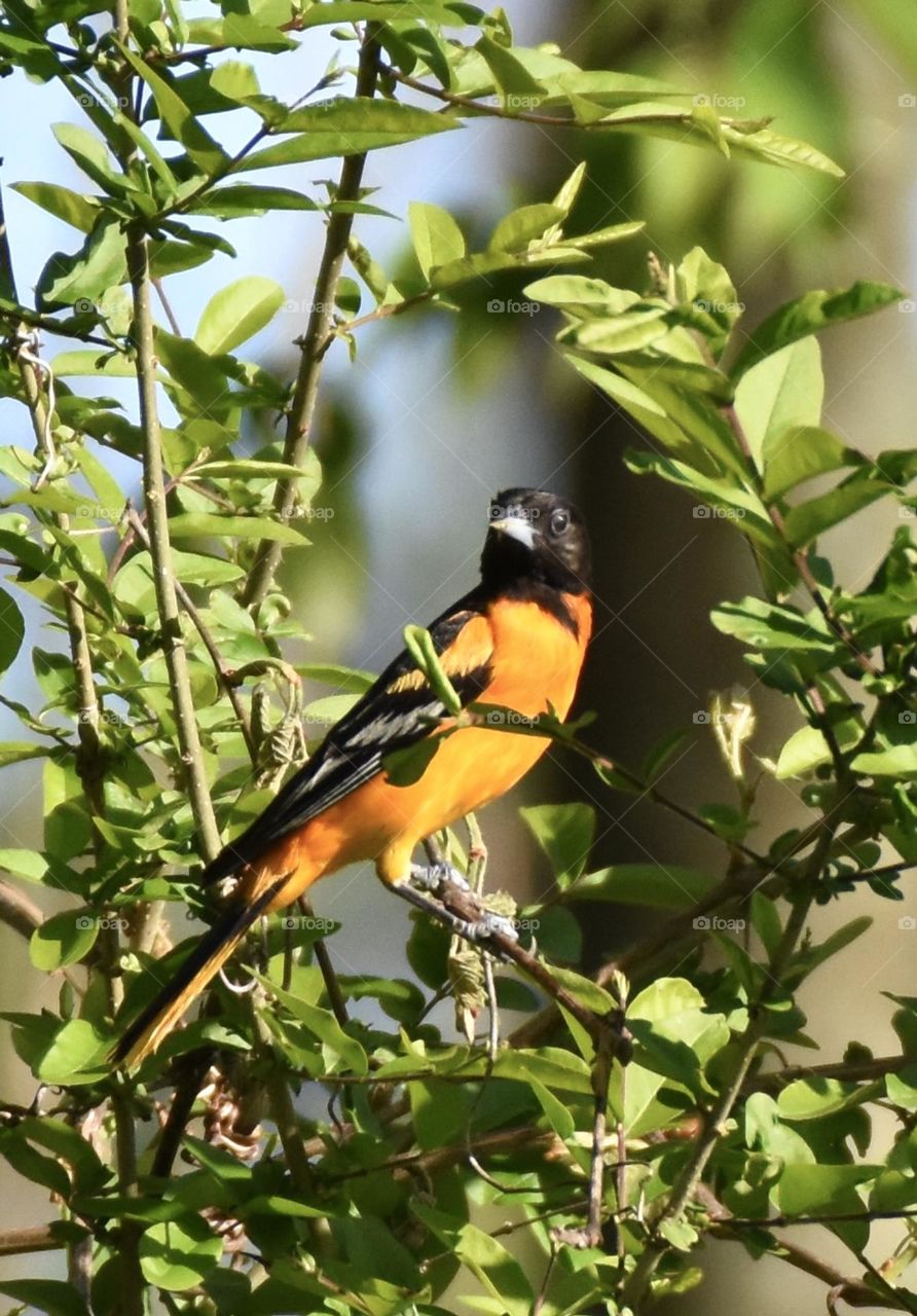 Baltimore Oriole on a leave covered branch