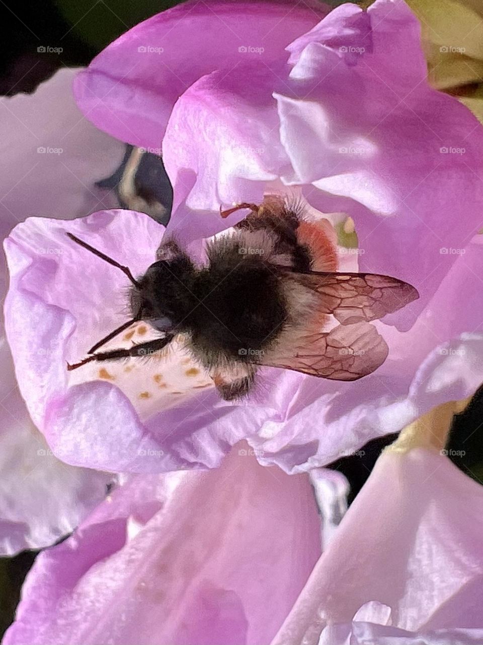 Bee