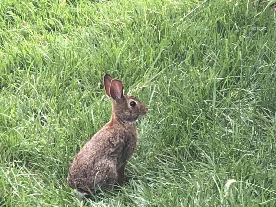 Backyard baby bunny 