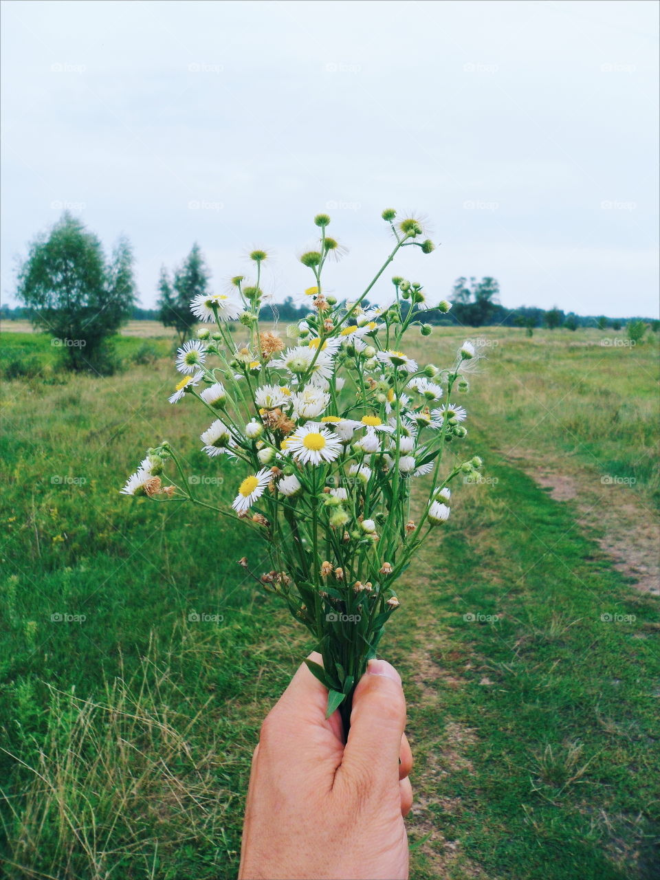 field camomiles