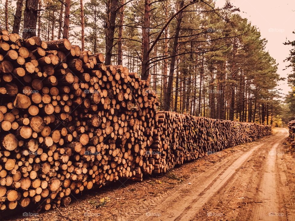 Stack of wooden logs