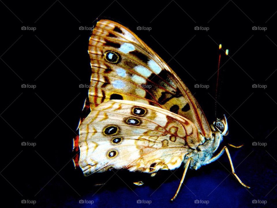 Butter moth