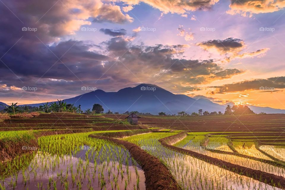 beautiful morning reflection rice fields