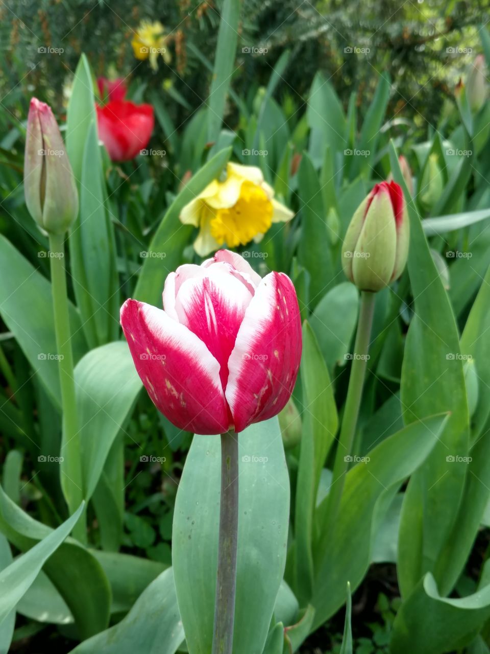 tulipe