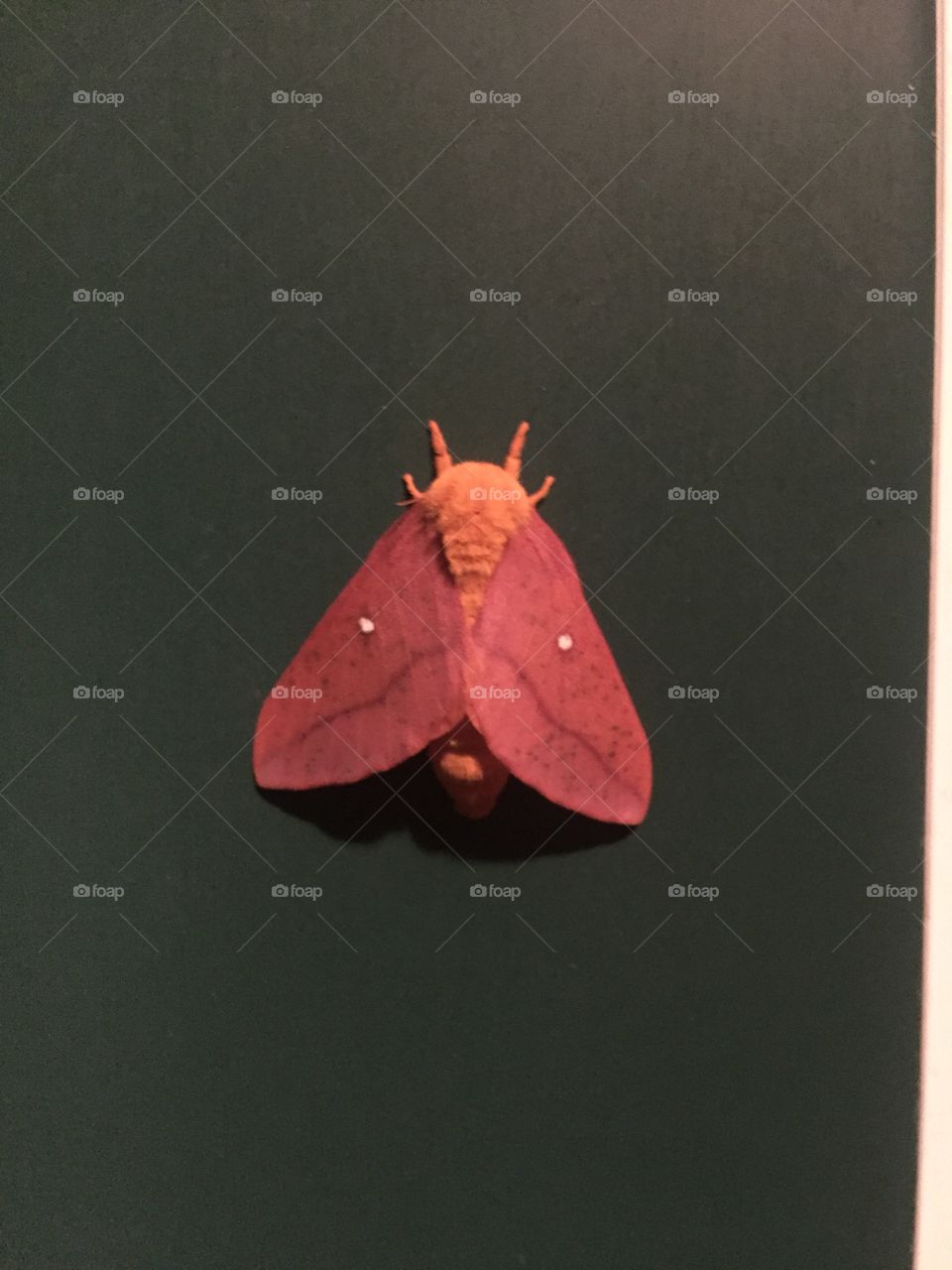 What a wonderful little winged moth. So intense, red and orange he cant be missed. 