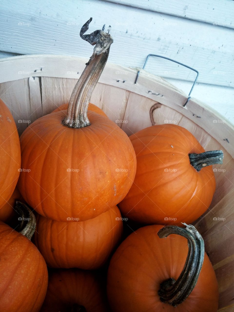 More Pumpkins in a basket