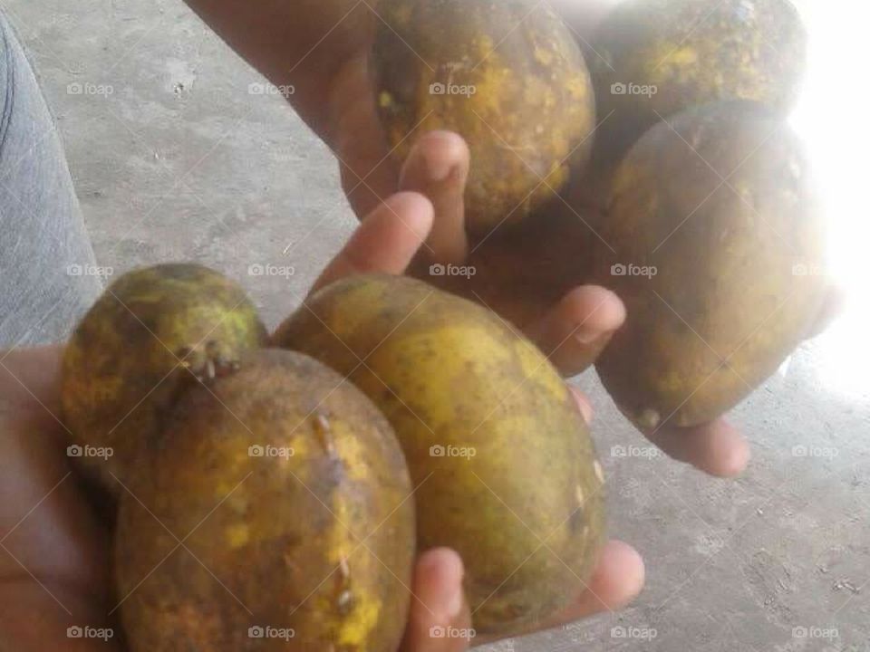 Frutas da Estação- Brasil