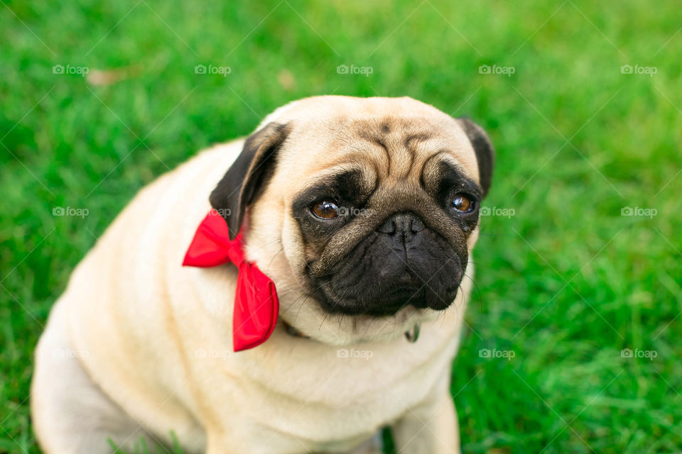 Close-up of pet on grassy field