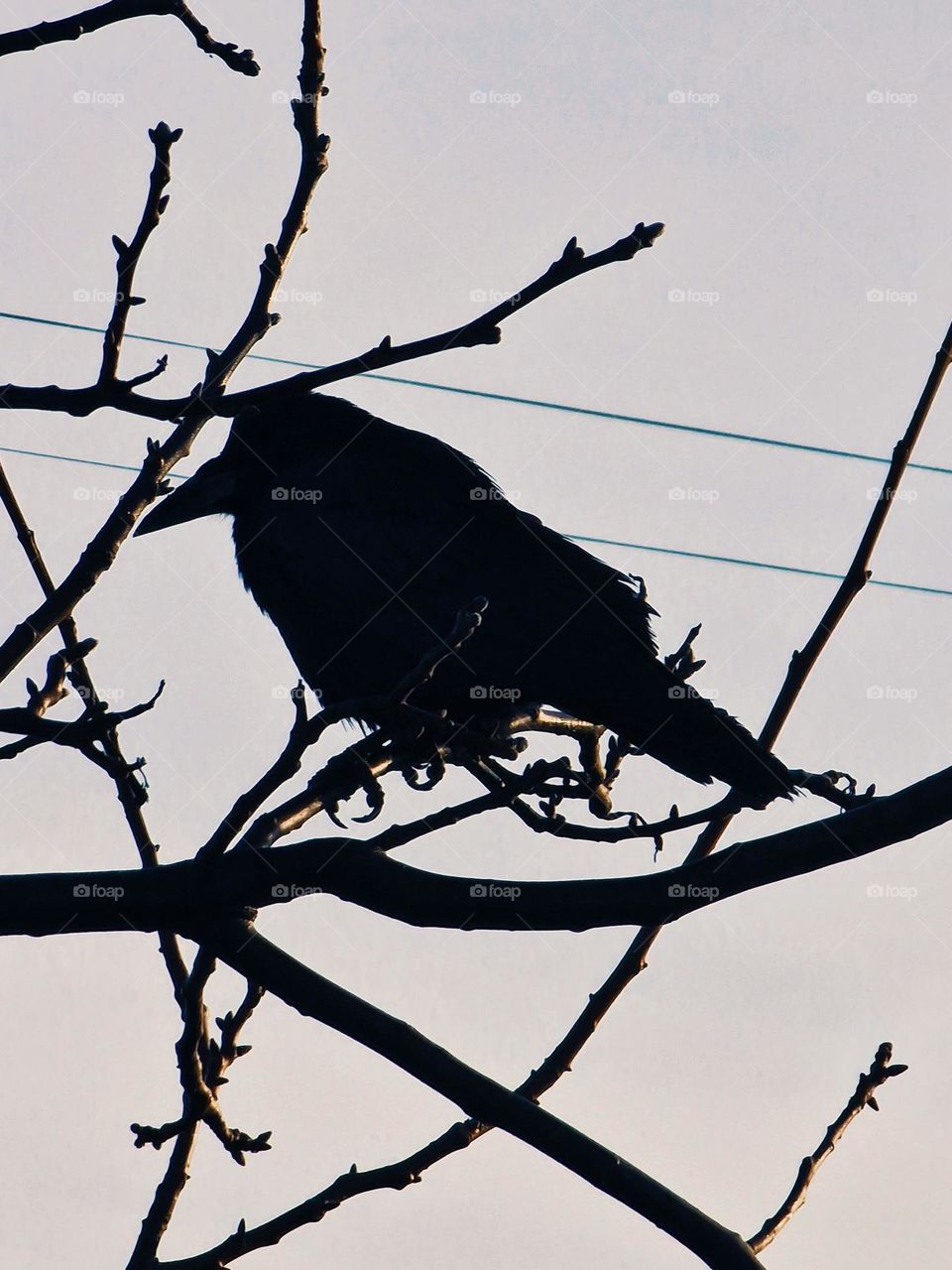 bird on the branch