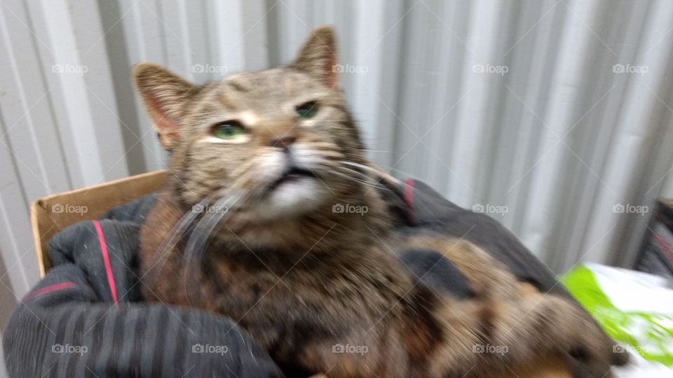 Cat, Animal, Mammal, Pet, Cute