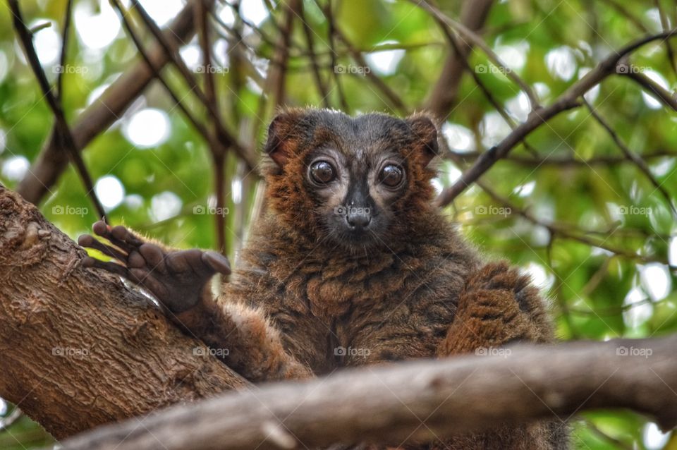 Lemur de vientre rojo, Bioparc (Valencia - Spain)