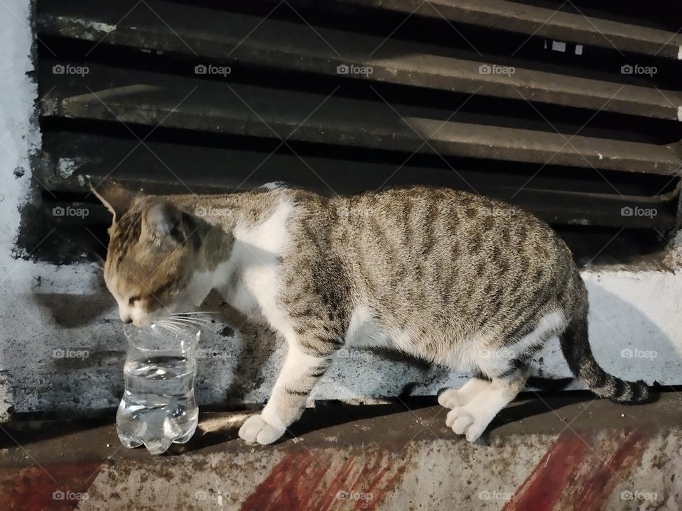 📸📸👁️👁️

Cat Drinking Water
World of Faun
Cute 🐹🐹