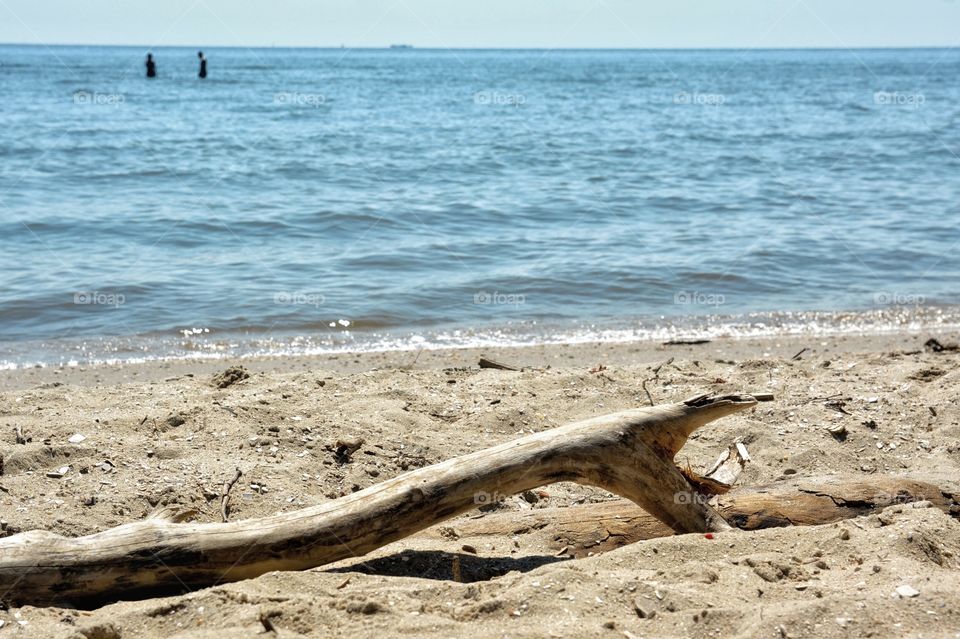 Driftwood