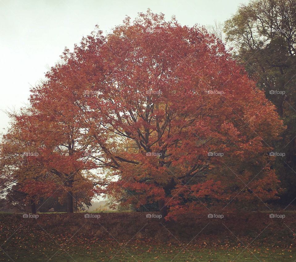 Autumn tree