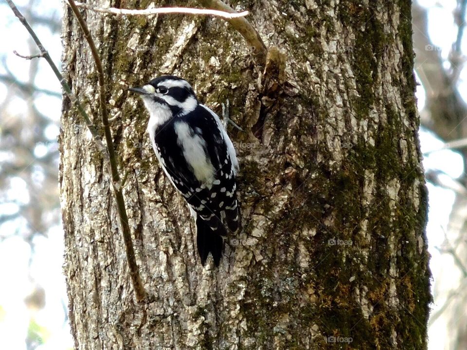 Woodpecker 