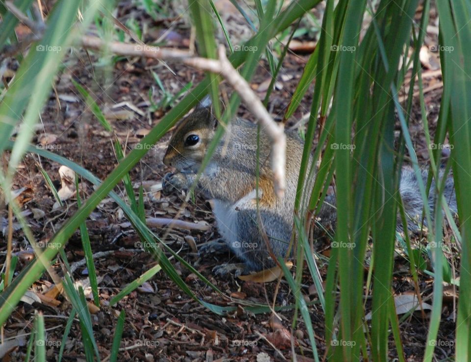 squirrel