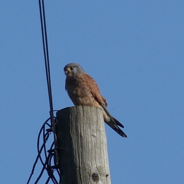 Kestrel 