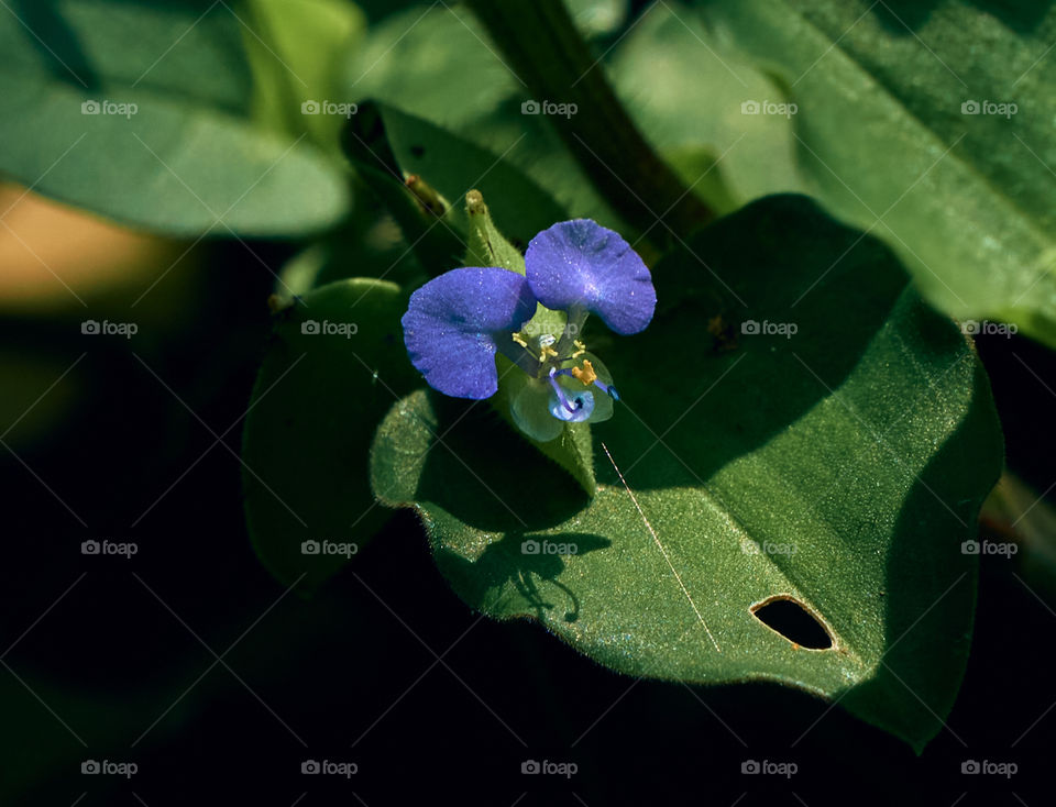 Asiatic  day  flower  - closeup