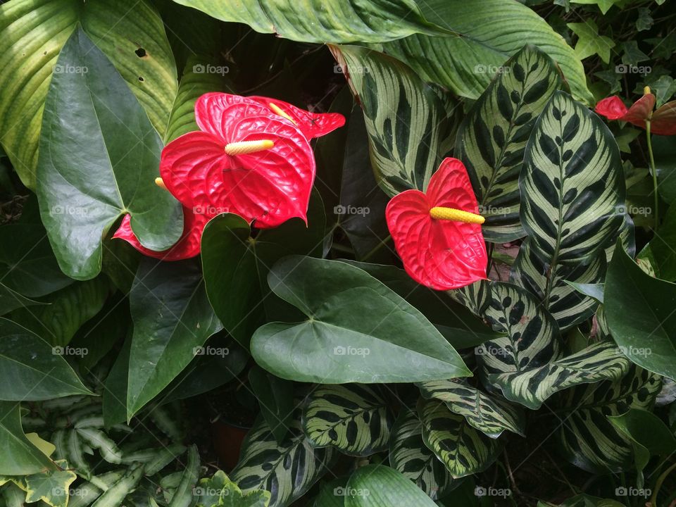 Orchids in Hong Kong botanical park