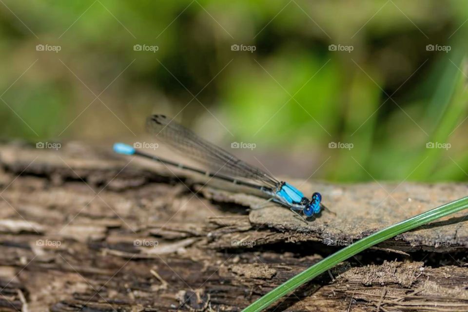 Blue Damselfly