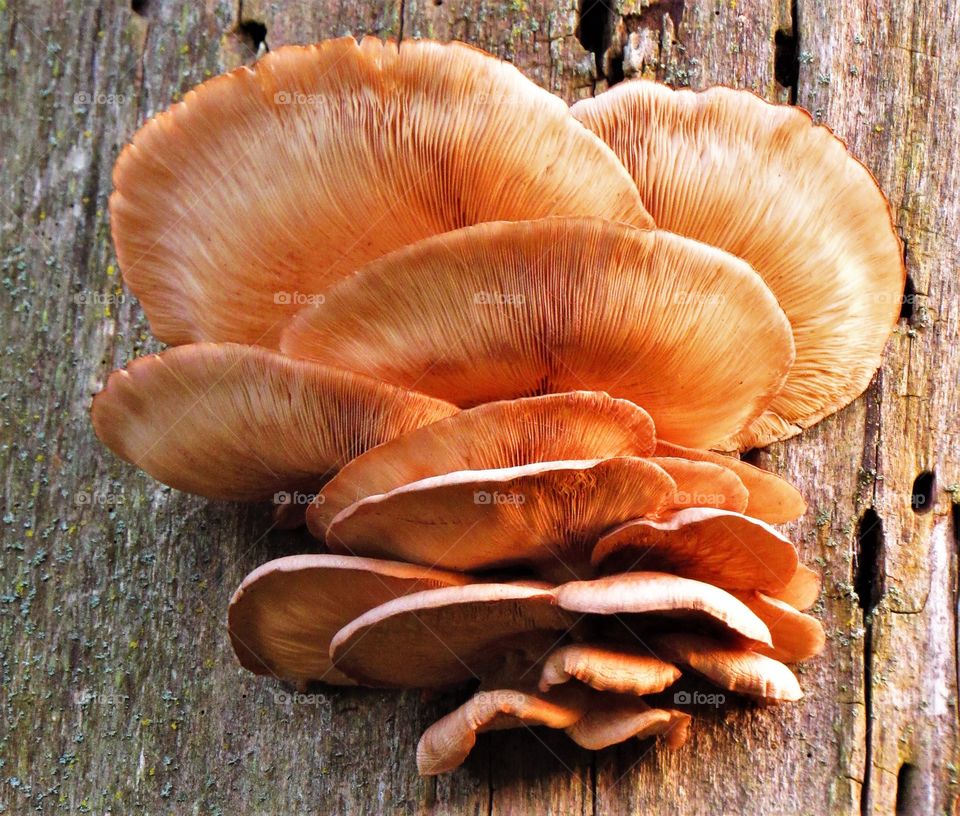 Fungus