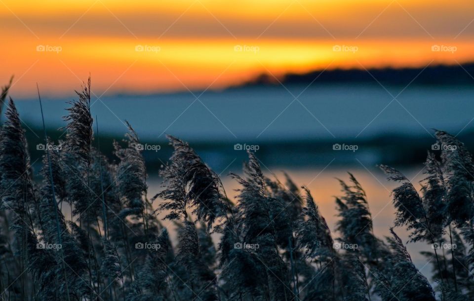 Close-up of reed with dramatic sky