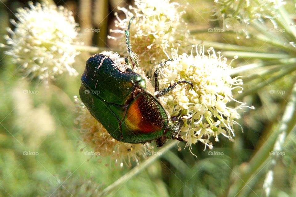 Brilliant beetle on a flower