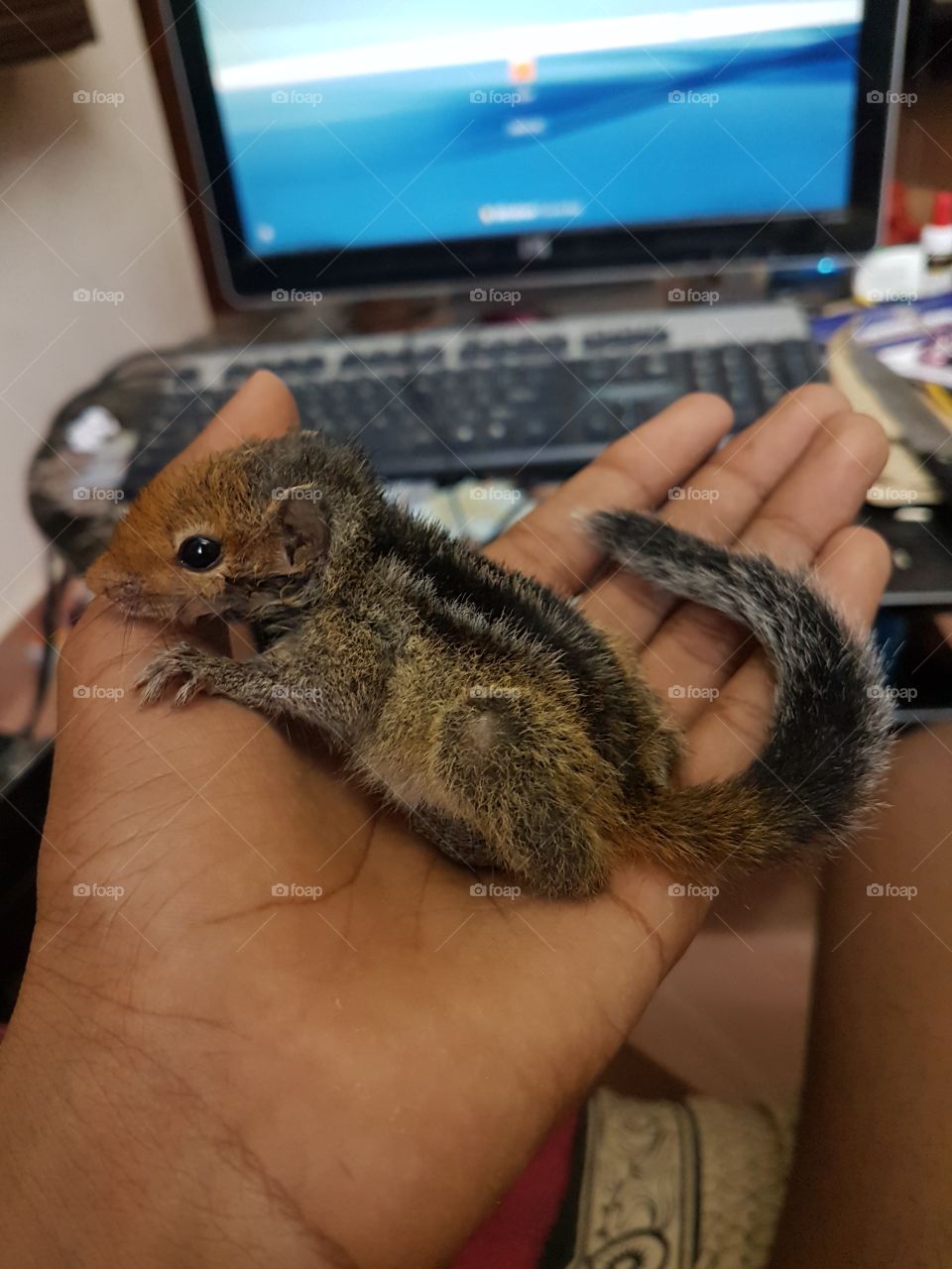 treecko the tree squirrel