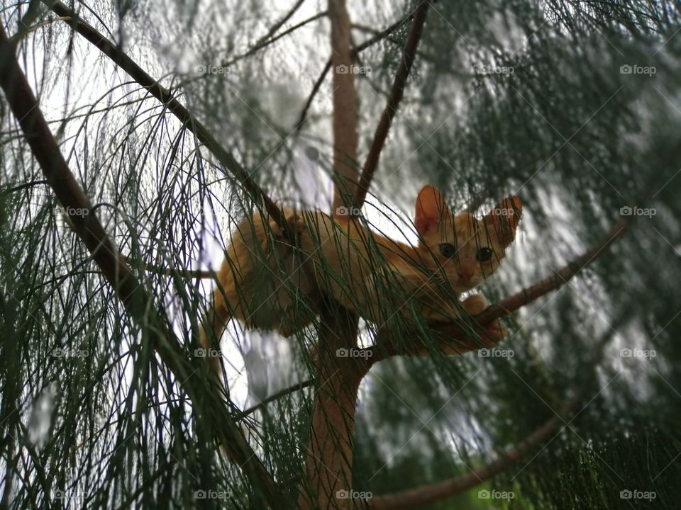 The little kitten is climbing fast on the tree but she cannot go down alone because she is young little kitten.