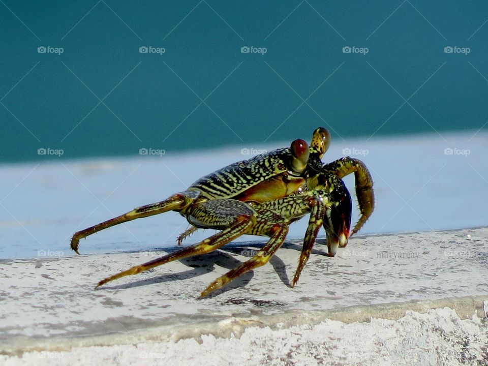 Crab 🦀 Maldives 🇲🇻 