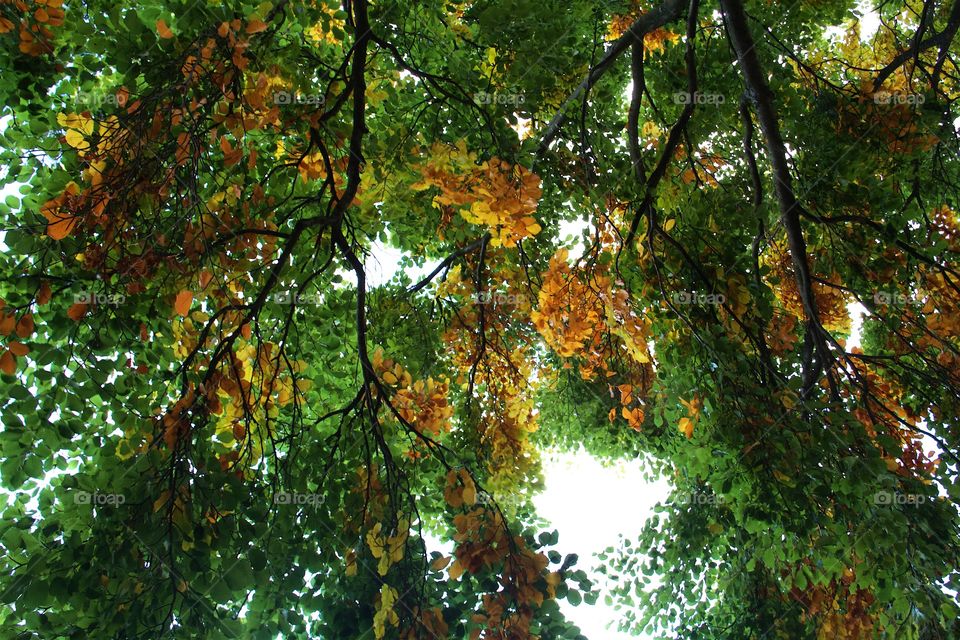 Low angle view of trees in autumn