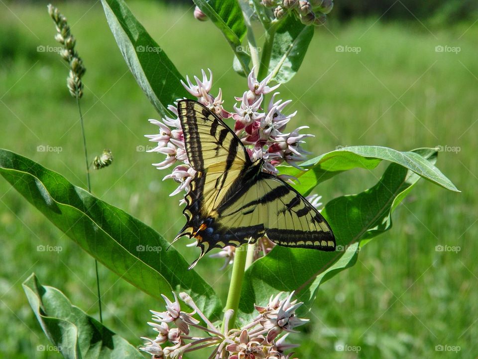 Yellow tiger swallowtail butterfly on plant