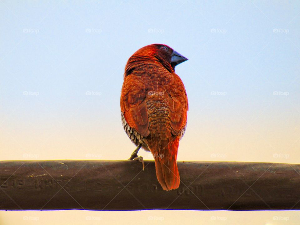 The scaly-breasted munia or spotted munia (Lonchura punctulata), known in the pet trade as nutmeg mannikin or spice finch, is a sparrow-sized estrildid finch native to tropical Asia.