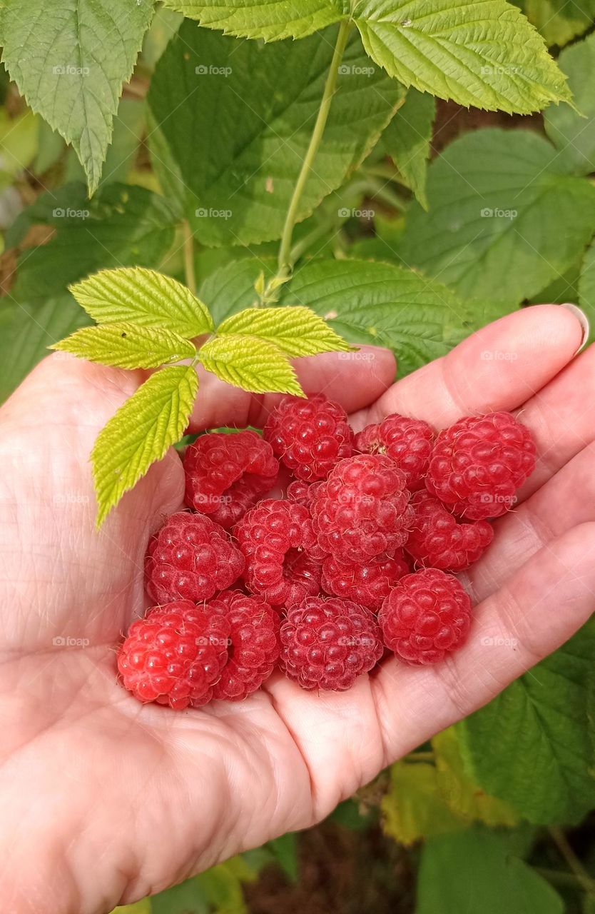 red ripe wild raspberries in the hand in the forest and green 💚 leaves tasty healthy summer food