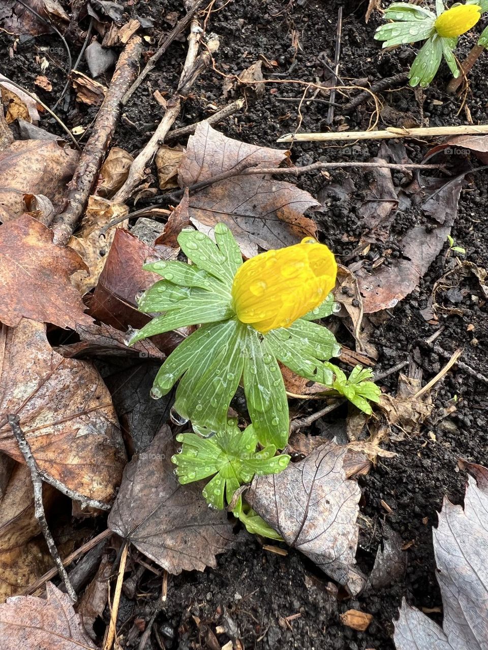 Winter Aconite