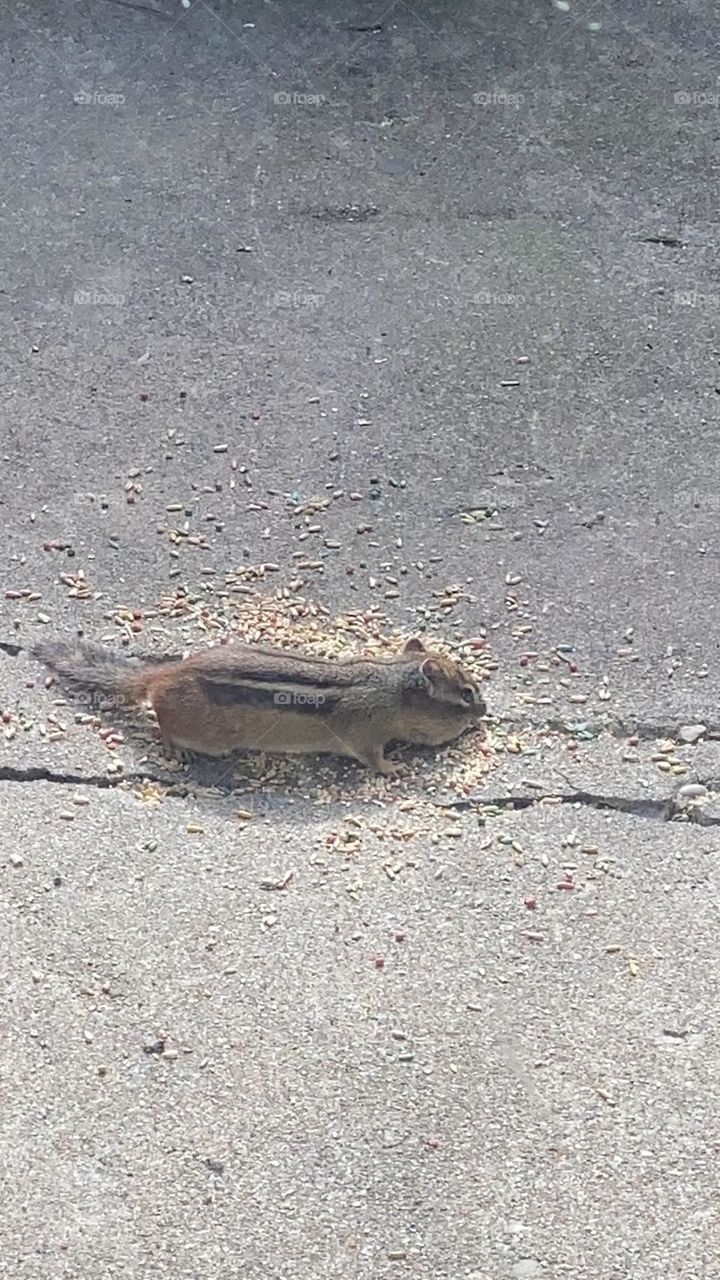Chipmunk 