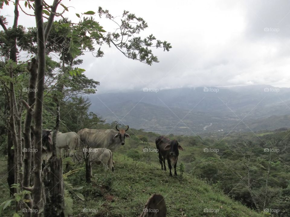 cattle on a hilltop. cattle in panama