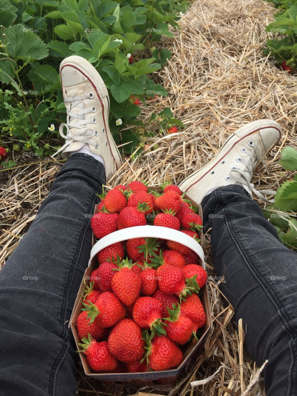 Finding all the perfect strawberries 
