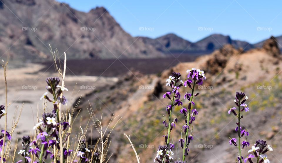 Volcanic Landscape