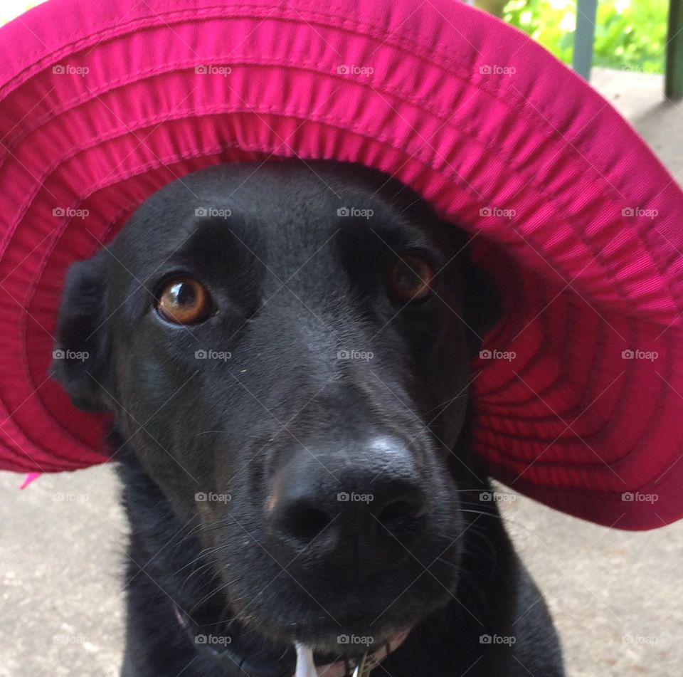 Leesa in my hat. My dog Leesa!