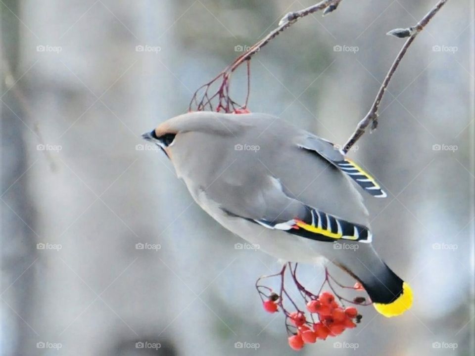 Дивная природа