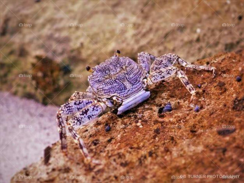 Montego Bay Crab