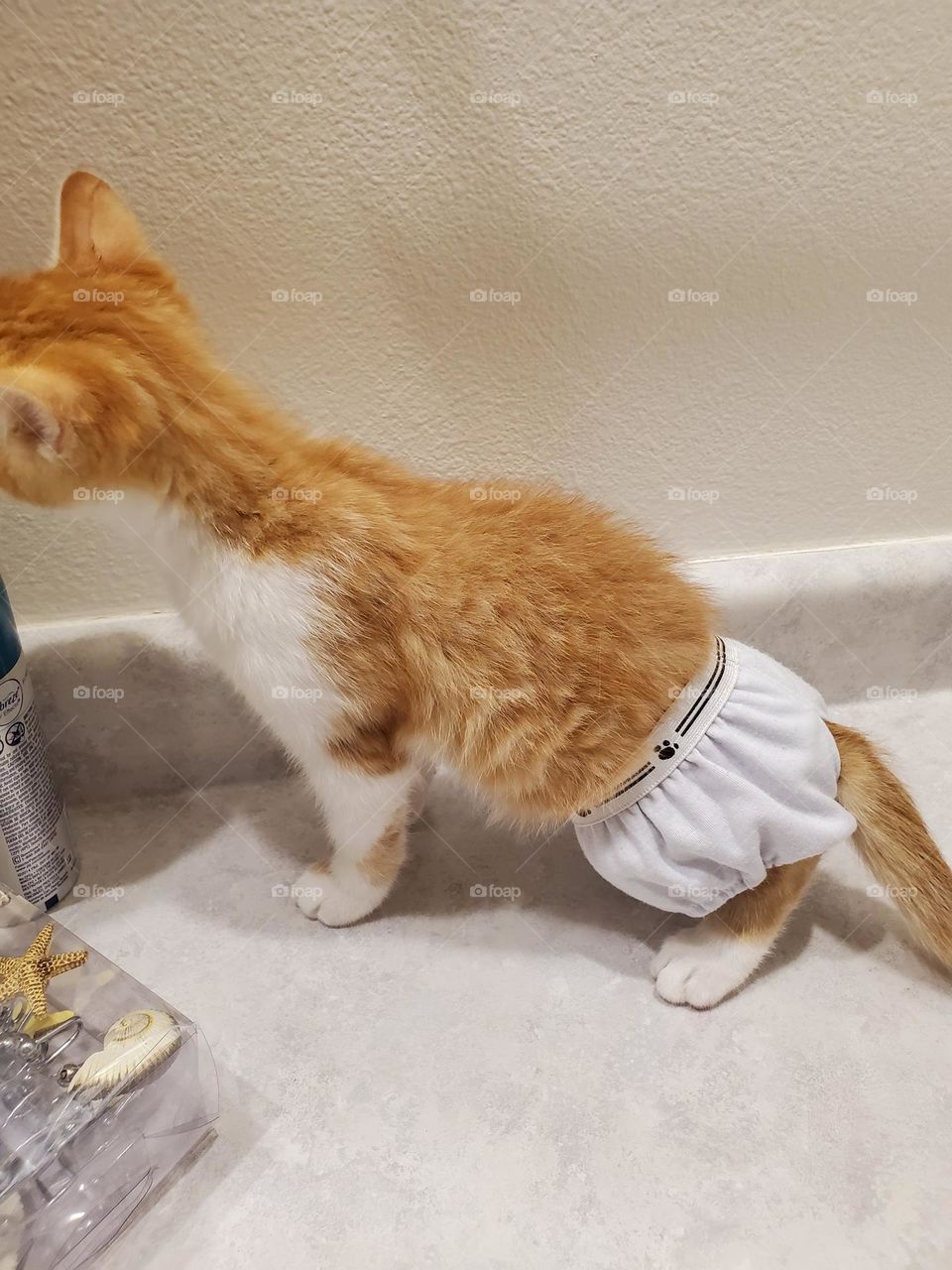 Just a kitten in underpants