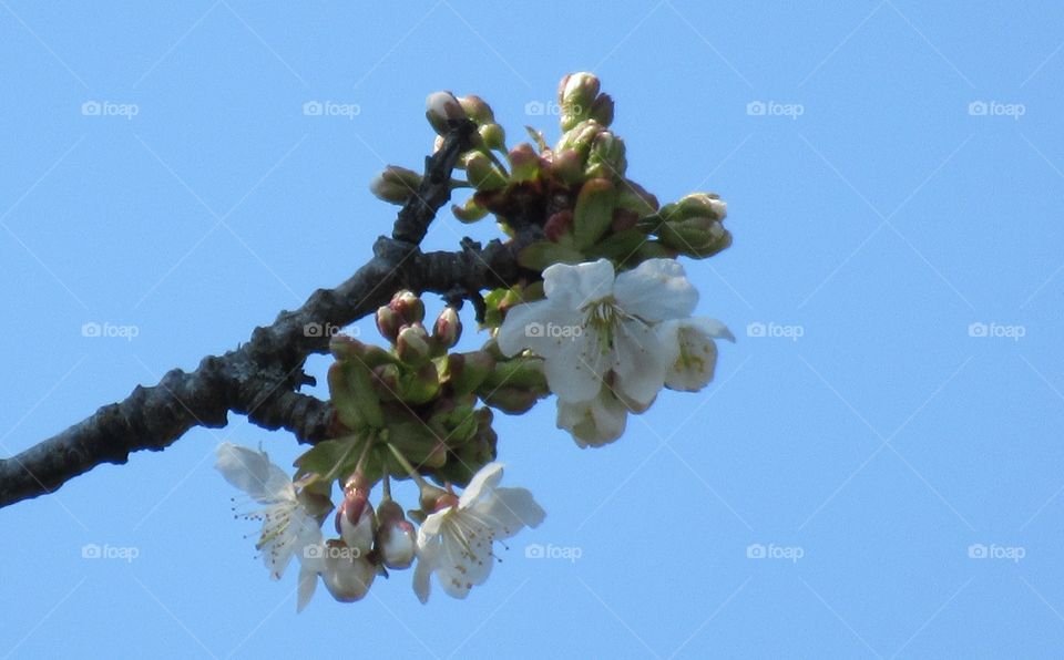 cherry blossom branch stood against blue sky