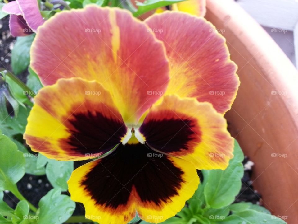 Pretty Pansy. Growing in planter boxes at a local park. 