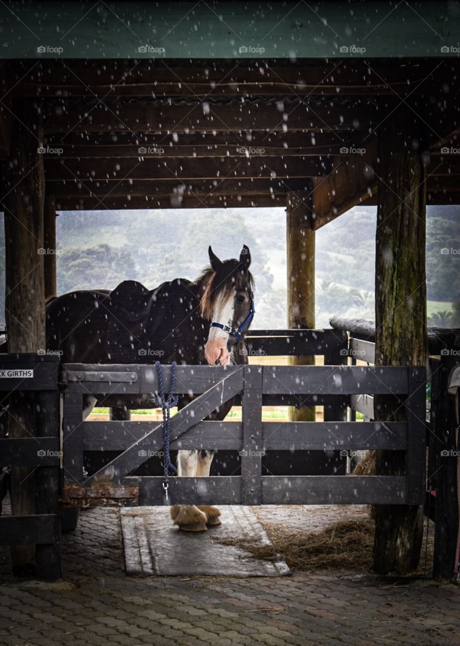 This photo is from my work. I work at a public farm park in New Zealand. I help out in the stables where we give pony rides, and for most people their first ever pony ride! This horse here is cinnamon and she’s a black Clydesdale. She’s very popular 