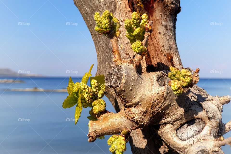 Spring's first heartbeat